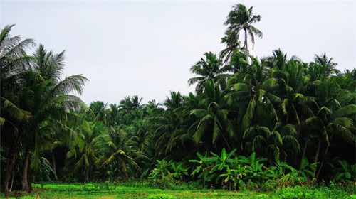 车载氧吧加盟好的品牌有哪些，氧吧车是什么
