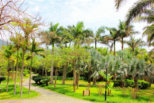 牛肉炒丝瓜苗怎么炒（牛肉炒丝瓜苗怎么炒的）